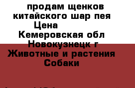 продам щенков китайского шар-пея › Цена ­ 10 000 - Кемеровская обл., Новокузнецк г. Животные и растения » Собаки   